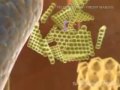 HERIKA TUDO SOBRE O VIRUS DA GRIPE SUINA H1N1 INFLUENZA TIPO A MINISTERIO DA SAUDE BRASIL(2).wmv