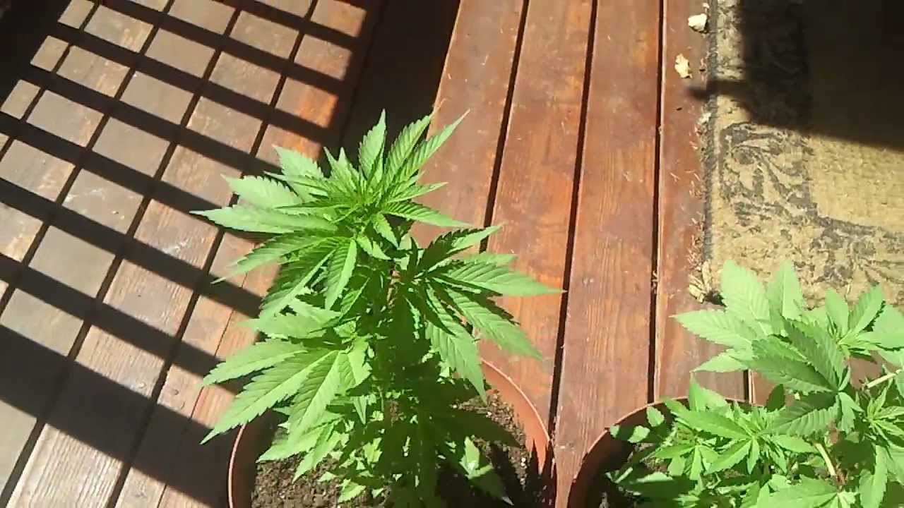 3 Month Old Marijuana/Weed/Ganja Plants. First Time Grow Need Help!!! - YouTube