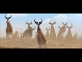 Khumba Scena In Italiano Mischia