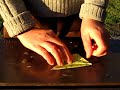 How to Fold an Eucalyptus Seed