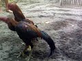 image Sabung Ayam 8 Menit Taji Masuk 4