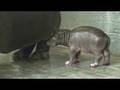 Imani the baby hippo
