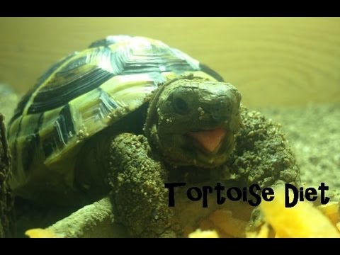Baby Sulcata Tortoise Diet Plants