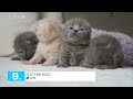 Top 10 Most Expensive Cat Breeds In The World