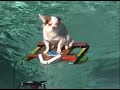 Dog Surf Skurfer Foam Hydrofoil for Small Chihuahua Dog