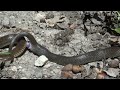 sex videos of snake