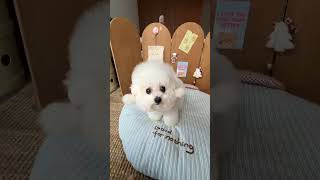 The Puppy Is My Best Performance Partner Pet Debut Plan. Daily Life Of A F