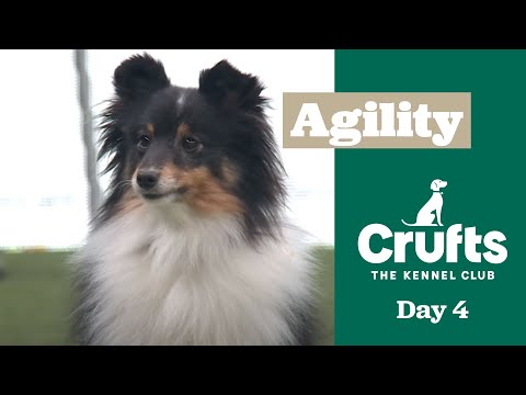 Agility Championships – Small/Medium (Agility) - Part One | ​Crufts 2025