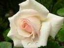 white rose - Roses ecards - Flowers Greeting Cards white rose - Roses ecards - Flowers Greeting Cards
