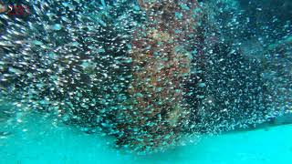 GLASS FISHES