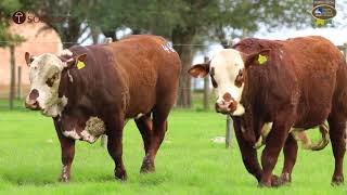 LOTE 46, 47 | Remate Braford Estância do Sossego 2021