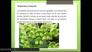 Familia Euphorbiaceae