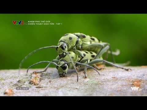 Thế giới động vật hoang dã - Kỹ năng duy trì nòi giống