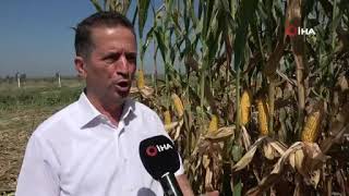 Sarı Altında Hasat Başladı