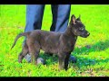 PROTECTION DOG TRAINING BASIC 1