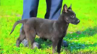 PROTECTION DOG TRAINING BASIC 1