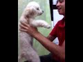 Jefferson("mulher")cachorro