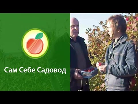 Из калины сам себе садовод Из калины сам себе садовод