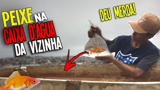 Botei Peixe Na Caixa Dagua Da Vizinha