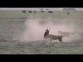 Lion S Hunting 2014 Deer Hunted By Lion S