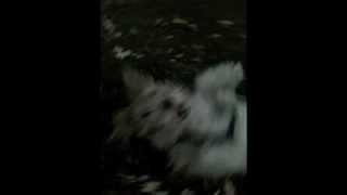 The King Of All Fox Terriers Frank