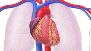 Sistema Cardiovascular
