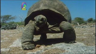 Our Planet - Opposites And Animals Feeding Young 2006