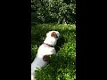Chaz bes into bush