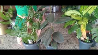 Planta,Ficus Burguandy Mas Planta Custa De Eva