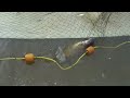Bottom Feeders Mississippi Ice Bounty