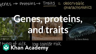 Genes, Proteins, And Traits Inheritance And Variation Middle School Biology Khan Academy