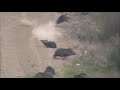 CACERIA DE PECARI 300 MTS. CON RIFLE CAL. .270win