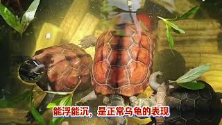 tferQSQyr3M Video Image