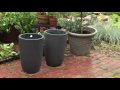 Planting Canna "Tropicanna" in Containers