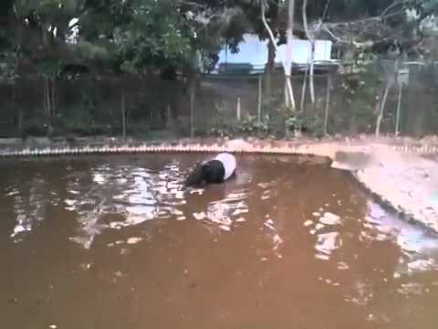 千葉市動物公園のマレーバクが池で泳いでいるよ‼‼