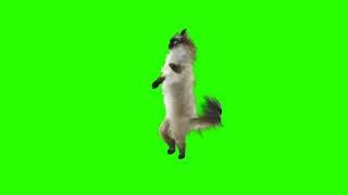 GREEN SCREEN/CAT DANCE/no copyright claim/#greenscreen#kamaxxchannel