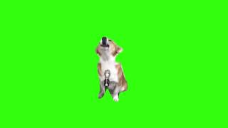 Dog Sings Meme Green Screen
