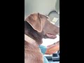 Funny dogs