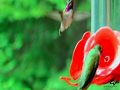 Amazing Hummingbirds of Canada