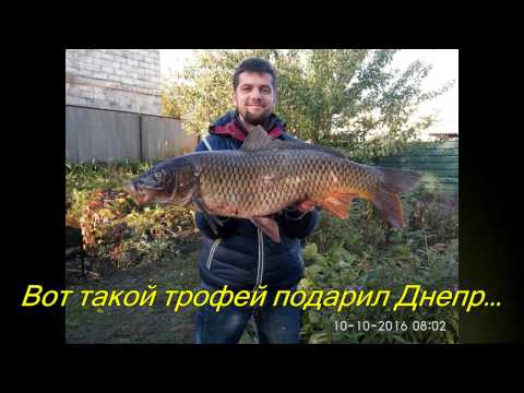 видео трофейный сазан видео трофейный сазан