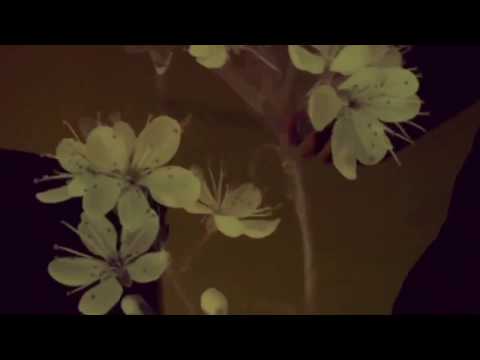 Spiked Flower Video