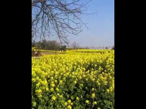À ơi... hoa cải lên trời, rau răm ở lại