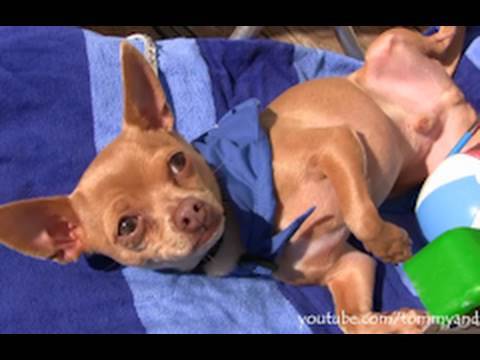 Cute Dog Tommy Chihuahua