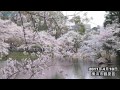 桜爛漫、県立三ツ池公園にぎわう