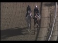 Havre de Grace and Joyful Victory work at Fair Grounds