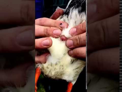 How to vent sex ducklings
