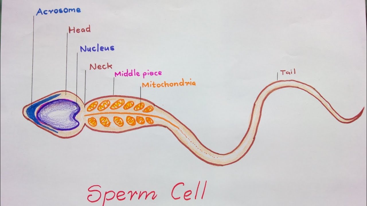 How germy is sperm