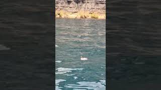 A Razorbill Alca Torda Checking Me Out While Looking For Fish Beneath The Cliffs Of Moher.
