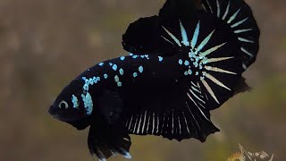 Super Black Mamba Betta Fish