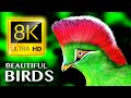 The Greatest BIRD COLLECTION in 8K 60FPS HDR